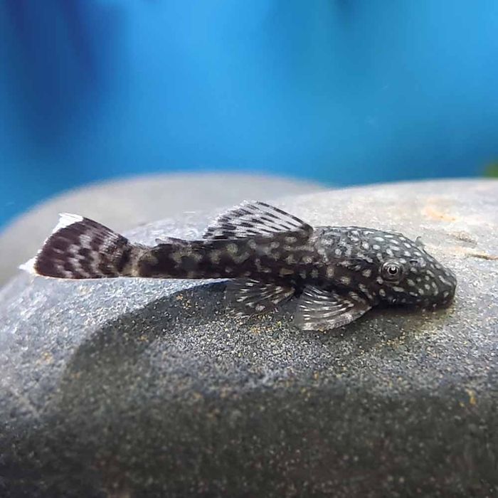 Bristlenose Pleco (Ancistrus spp.)