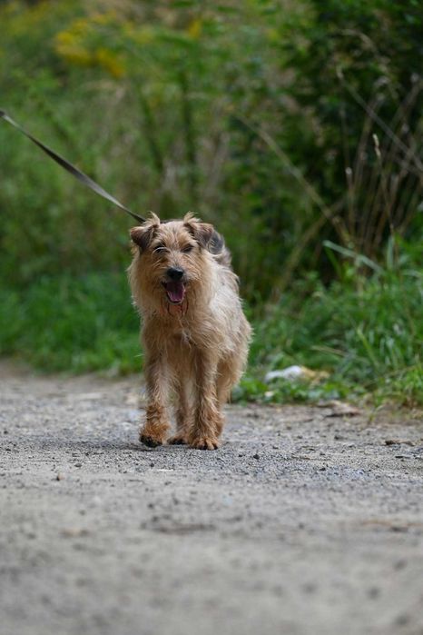 Danu piękny piesek do adopcji