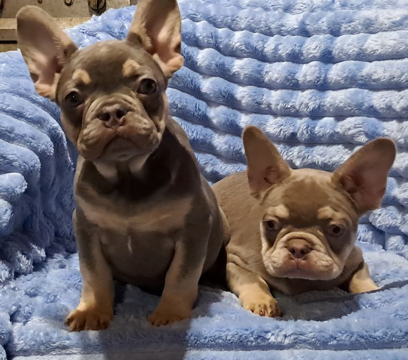 Французкий бульдог