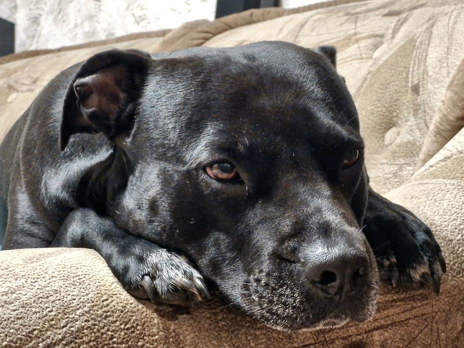 Pit bull для злучки