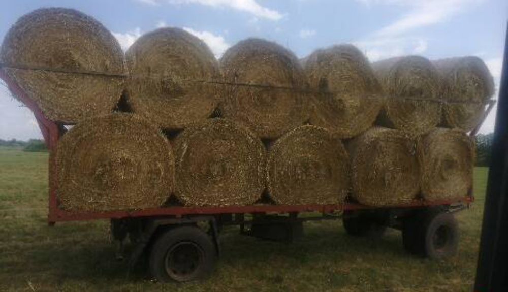 Siano 2025 Zielone Z pod Flizu