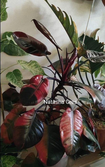 Филодендрон Philodendron Black cardinal variegated Monstera
