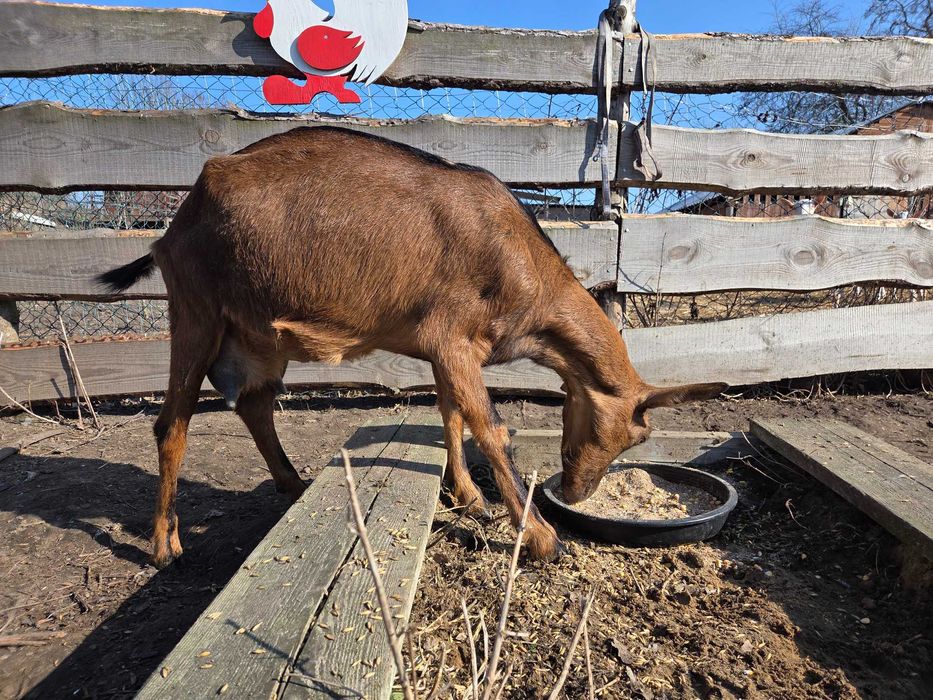 Koza alpejska mleczna