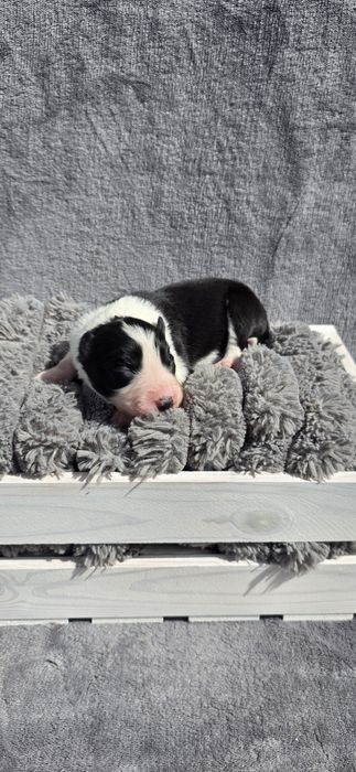 Piesek border collie biało-czarny/ blue merle