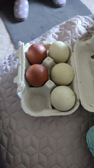 Ovos Galados Incubação