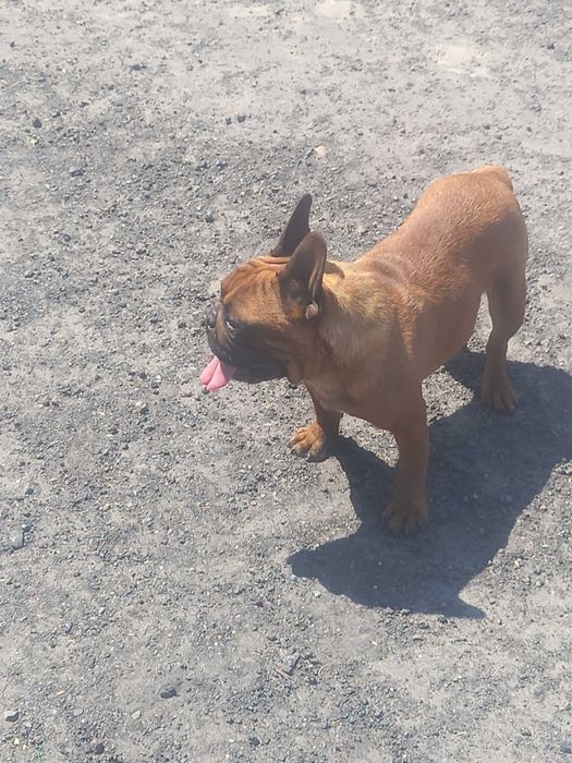 Buldog francuski piesek