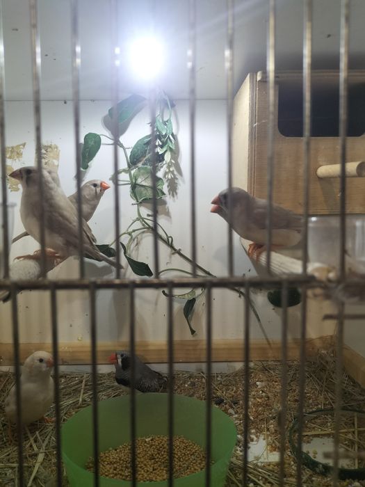 Sprzedam Młode zeberki