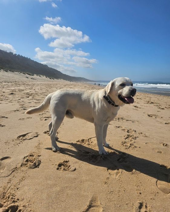 Labrador procura descendente
