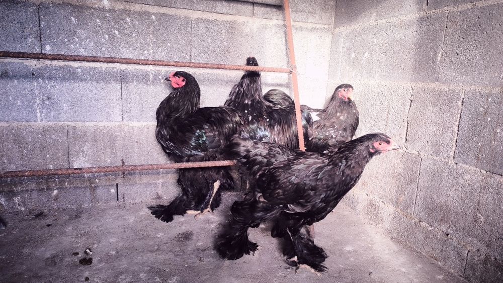 Brahmas Black um casal
