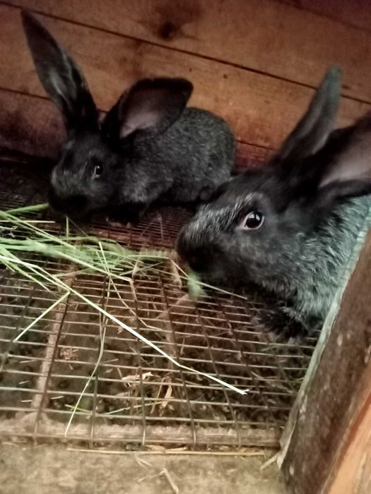 Кітні самиці (Полтавське срібло) самці,  кроленя