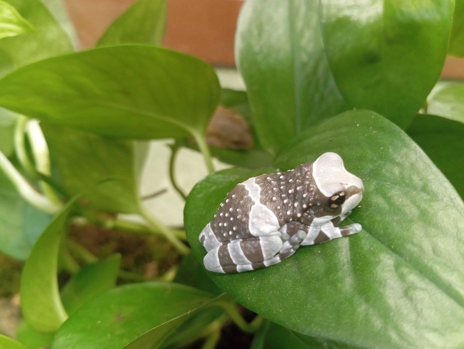 Rzekotka żabia Trachycephalus resinifictrix
