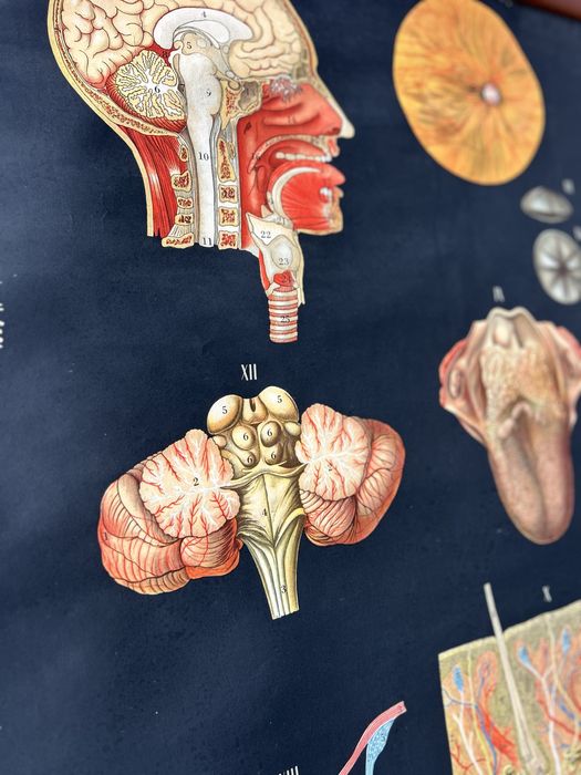 Poster escolar sobre anatomia
