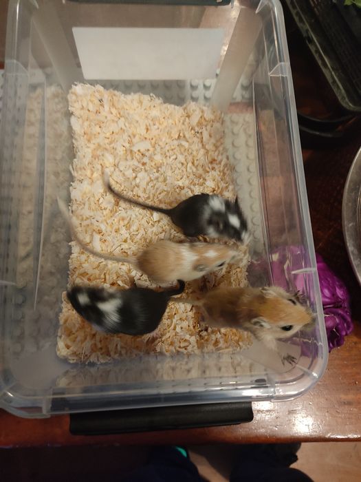 Myszoskoczki młodziutkie