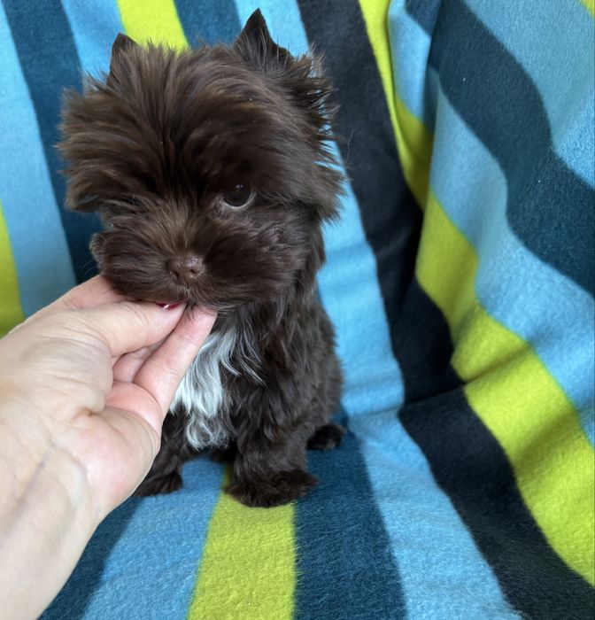 Piesek choco york, czekoladowy, cudny , wyjątkowy