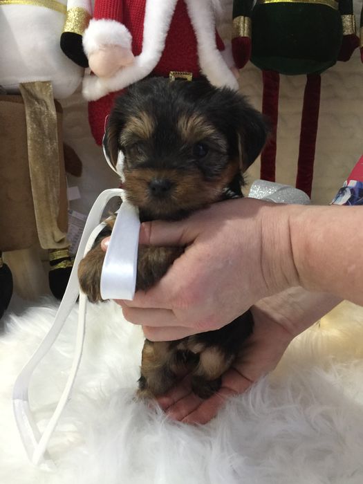 VIP Йорки  чарівні крихітки чекають на вас