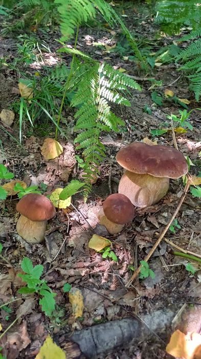 Сушені білі гриби Закарпаття