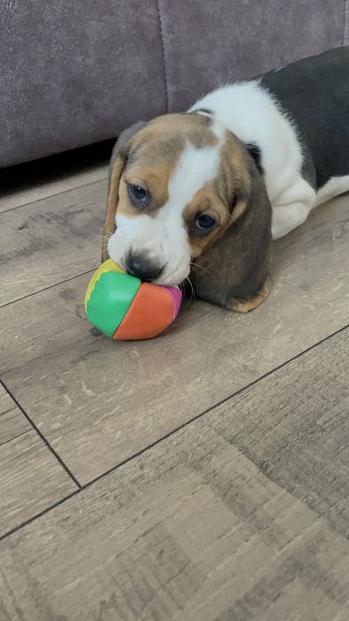 Англійські біглі триколор