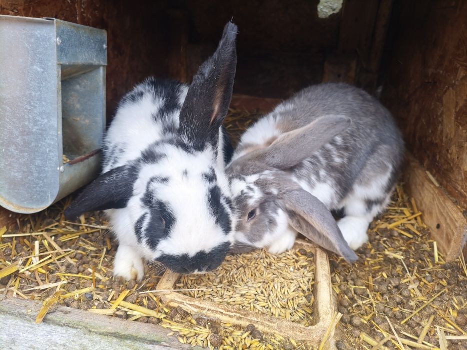 Króliki – zdrowe, domowe, eko karmione do dalszego chowu