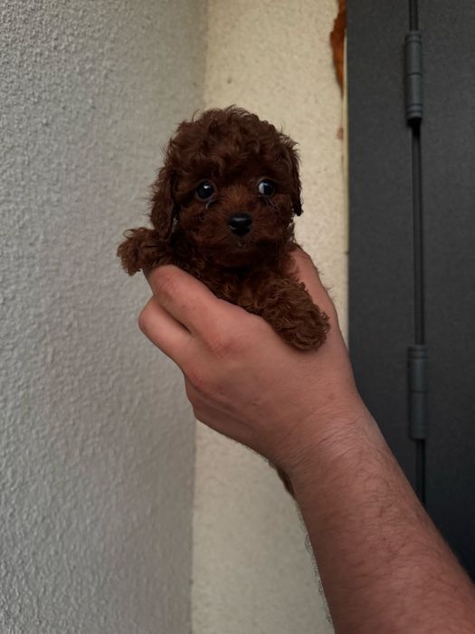 Діти китай дівчата хлопчики ред браун тікап той пудель мальтипу