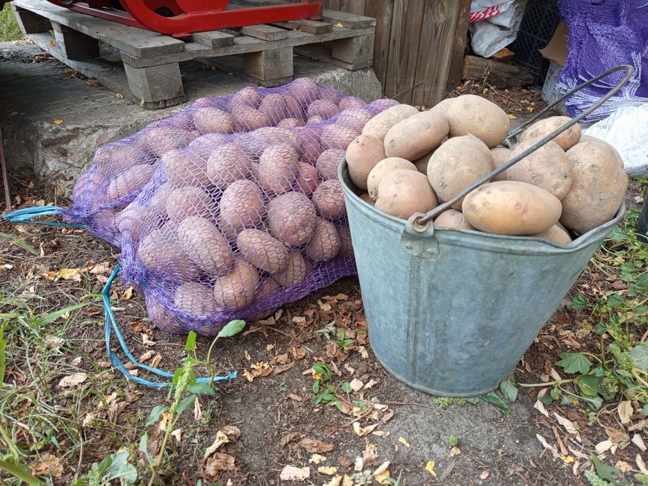 Продам картоплю домашню.