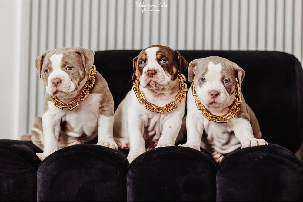 Американський буллі