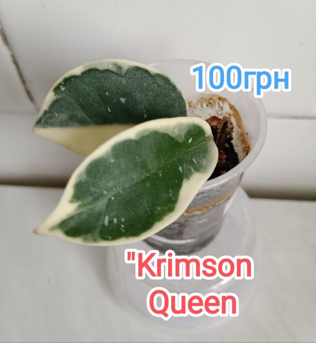Хойя (Hoya) хойя