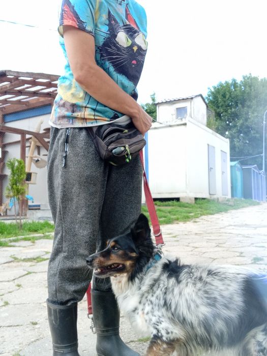 Pepper, lubi KOTY, mały. (FILMIKI)