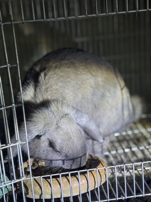 Vendo Coelhos belier