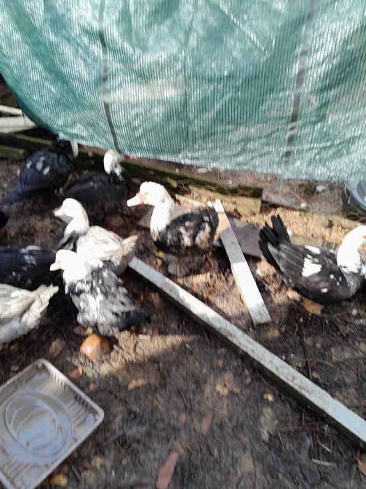 Perua e perus pequeninos e Patos mudos