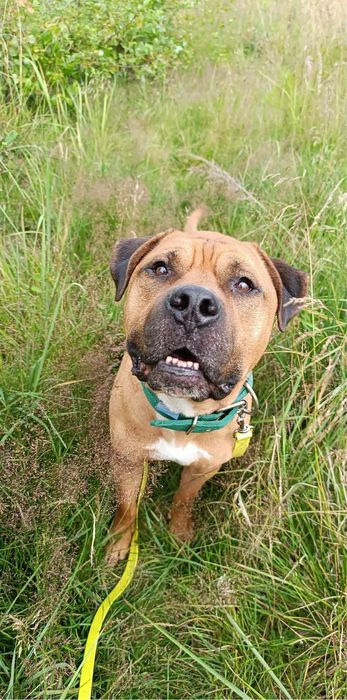 Pitbull szuka domi. Clyde szuka domu. Adopcja