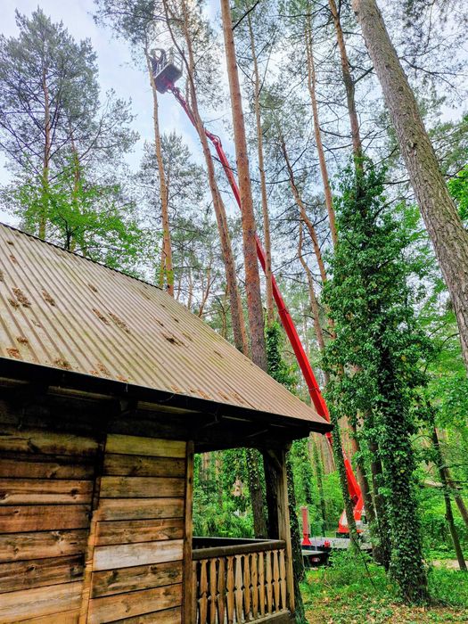 Wycinanie i skracanie drzew, przycinanie i formowanie żywopłotów