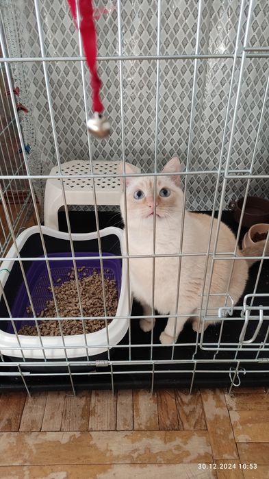 Отель Готель для котів (домашняя котогостиница) передержка
