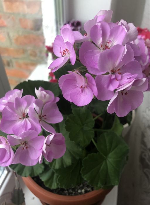 Квіти для душі і радості