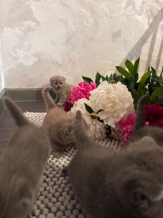 Шотландські кошенята