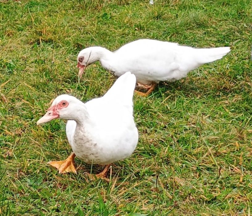 Kaczki kaczory francuskie(piżmowe)