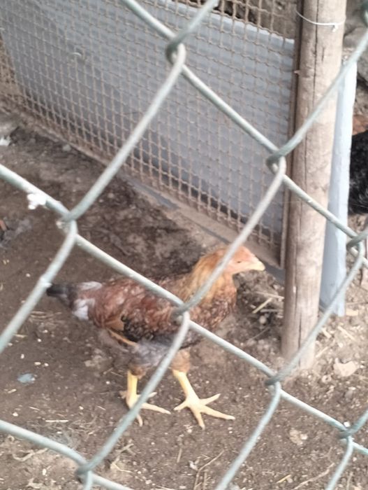 4 pintos cruzados de índio gigante com galo do campo ..