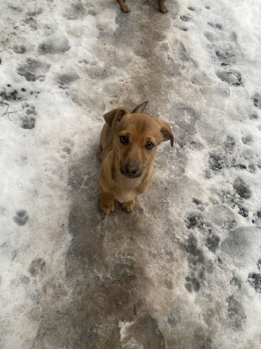Віддам маленьких собачок 4 місяці