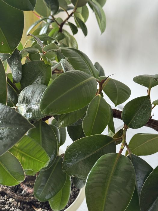 Доглянутий фікус еластика(каучуконосний)