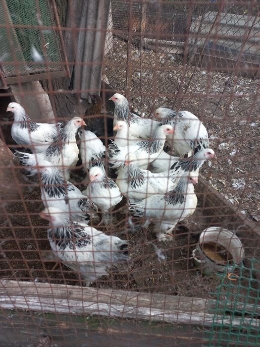 Продам  курчат брами колумбійської