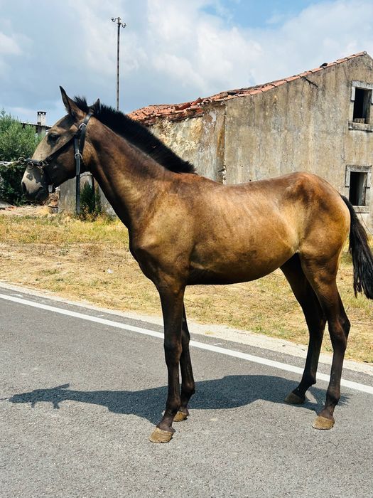 Poldra lusitana