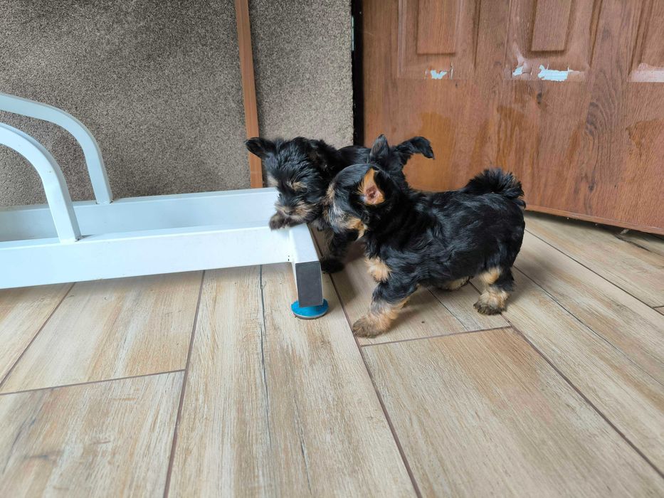 Wesoły piesek Yorkshire terrier czarny podpalany