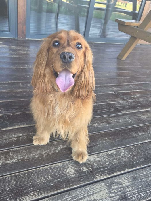 TRUDNY Cocker spaniel do adopcji