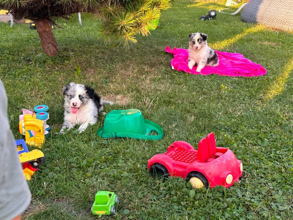 Border collie - śliczne