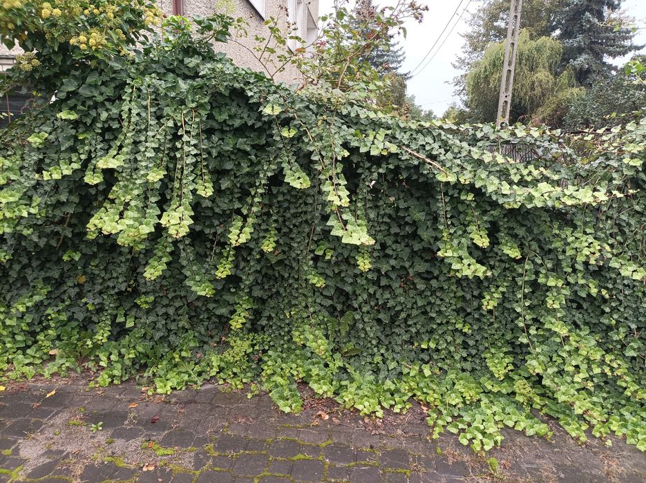 Bluszcz zimozielony 50 szt