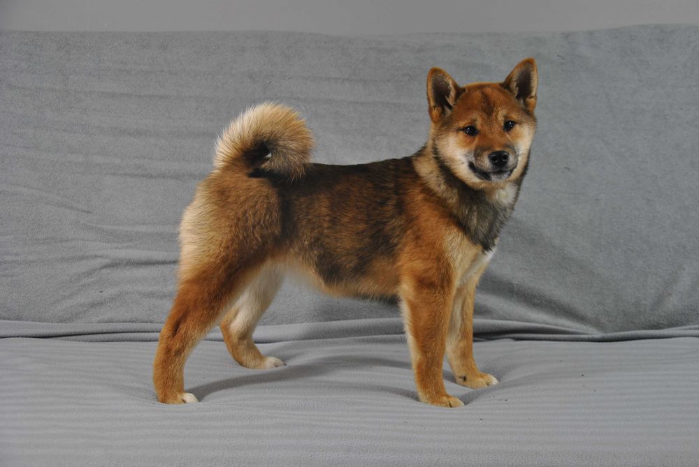 Shiba inu umaszczenie sezamowe
