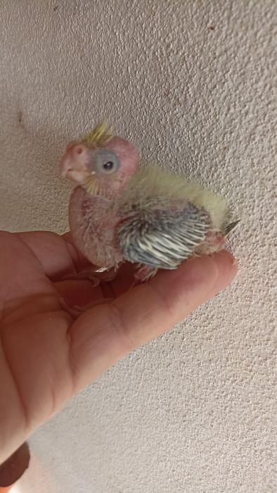 Caturras bebés para domesticar