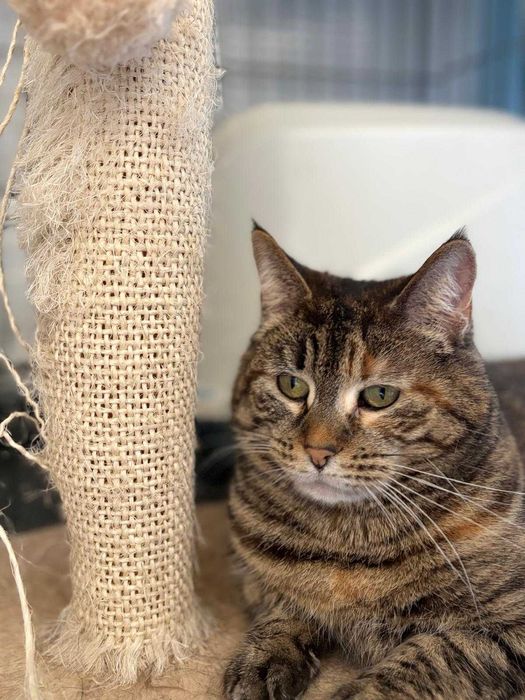 Sabrina - Para Adopção