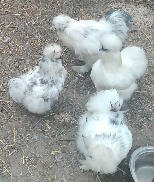 Jajka kur silek 3 różne stada.