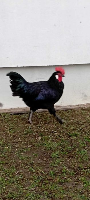 koguty młode pół roczne