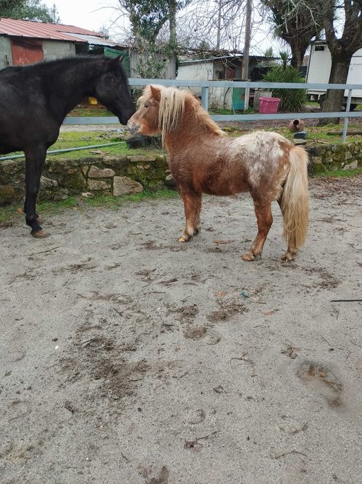 Pônei Appaloosa inteiro